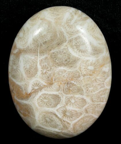 Polished Fossil Coral Cab - Indonesia #5997